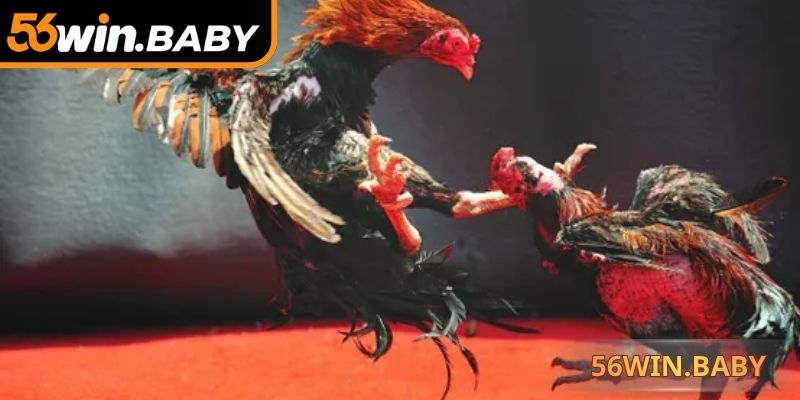 Chiến kê mang kỹ thuật và sức bền bỉ