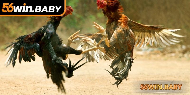 Đá gà 56Win mang tới những trận đấu gây cấn