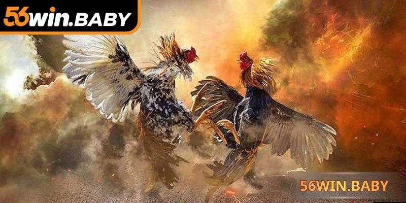 Quan sát chiến kê ra đòn để chọn cửa cược thắng cao