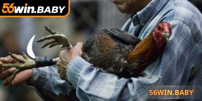 Trọng tài quan sát và ra quyết định chiến thắng