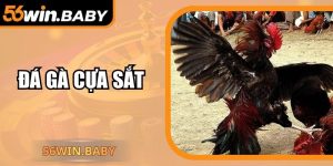 Đá Gà Cựa Sắt – Đối Kháng Tốc Độ, Kịch Tính Bậc Nhất