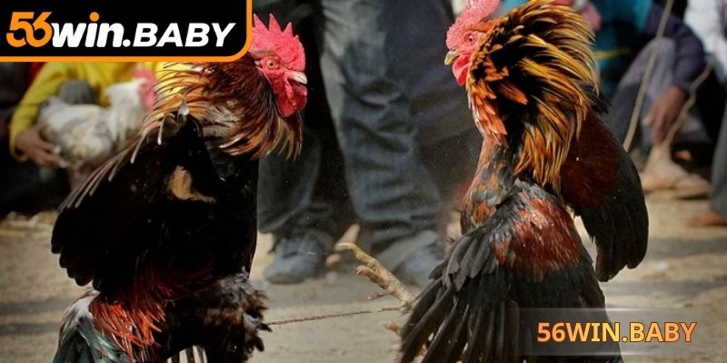 Khả năng chiến thắng phụ thuộc vào kỹ năng ra đòn hạ đối thủ