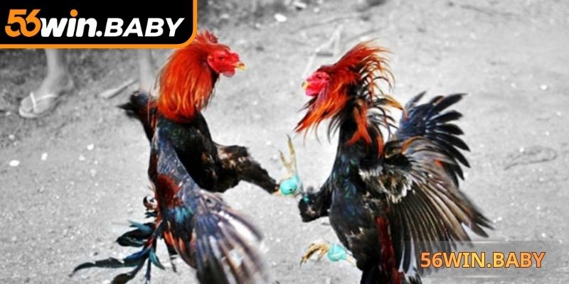 Đá gà cựa sắt tuyển chọn kỹ lưỡng chiến kê