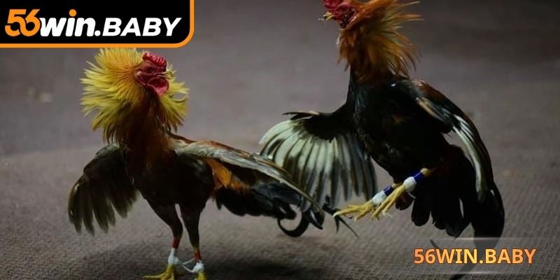 Nhiều trận đấu được tổ chức thường xuyên để đặt cược