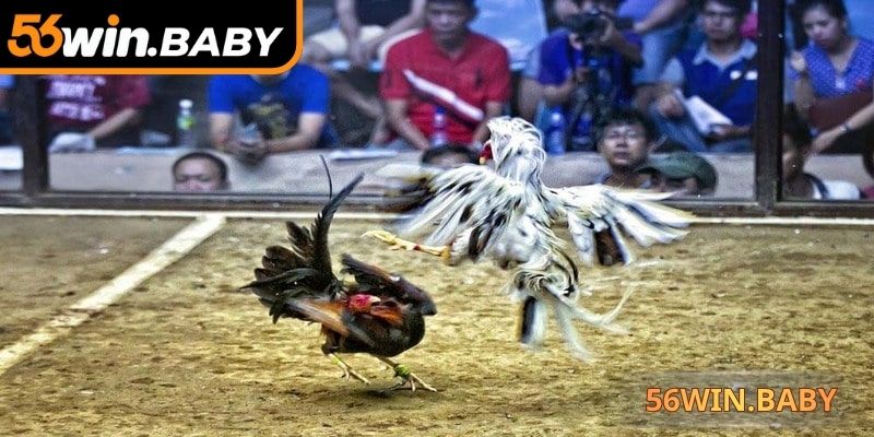 Đá gà Thomo nổi tiếng với trận đấu kịch tính, sôi động