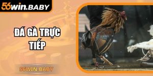 Đá Gà Trực Tiếp 56Win – Trải Nghiệm Giải Trí Kịch Tính