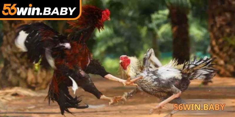 Chú ý lựa chọn cược an toàn, giành về thưởng cao