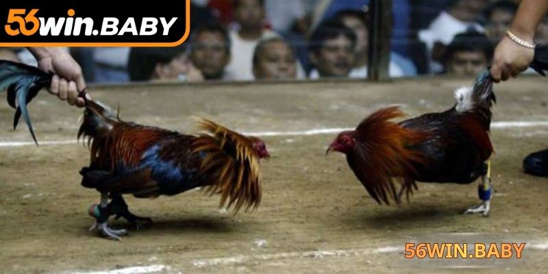 Cựa sắt thêm phần kịch tính cho những lần ra đòn